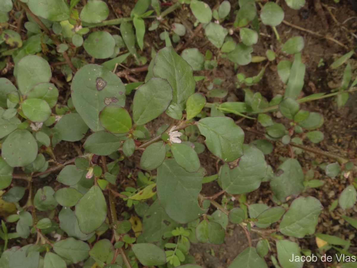 Trianthema portulacastrum L.